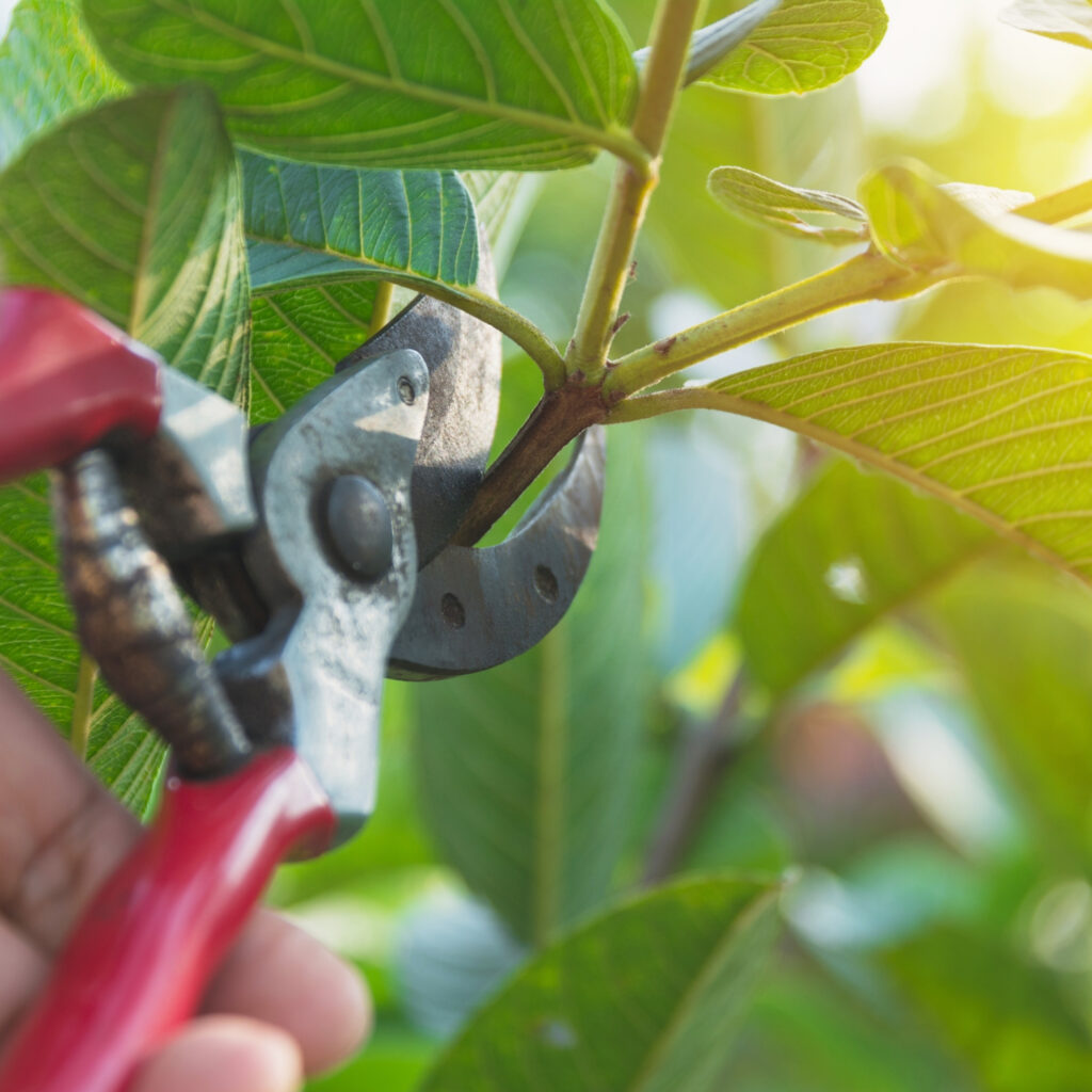 お庭のお手入れ方法について おおたにガーデン工房 横須賀 横浜 鎌倉でお手頃価格でお庭のお手入れ 剪定 伐採を依頼するなら おおたにガーデン工房にお任せ